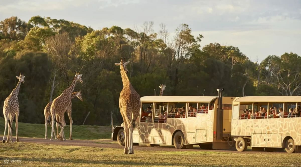 Go on a wildlife safari at Werribee Open Range Zoo