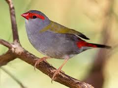 Red-browed Finch