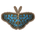 Blue Tiger Butterfly