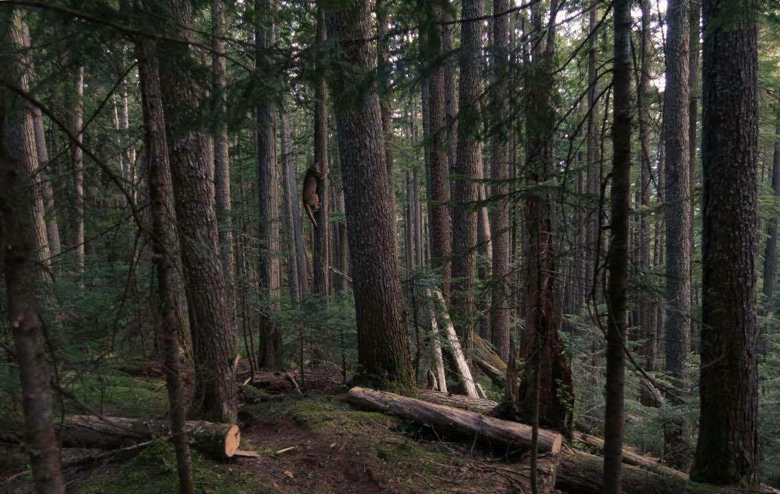 Blackcomb Mountain