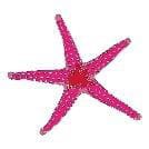 Bloody Henry Starfish