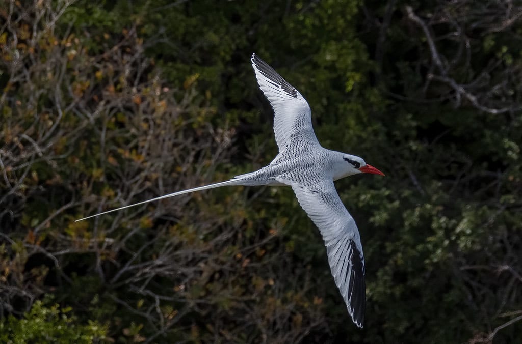 Phaethontiformes