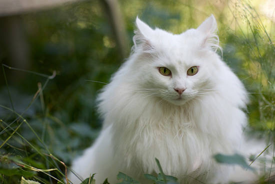 Norweigan Forest Cat
