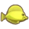yellow tang