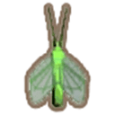 Lacewing