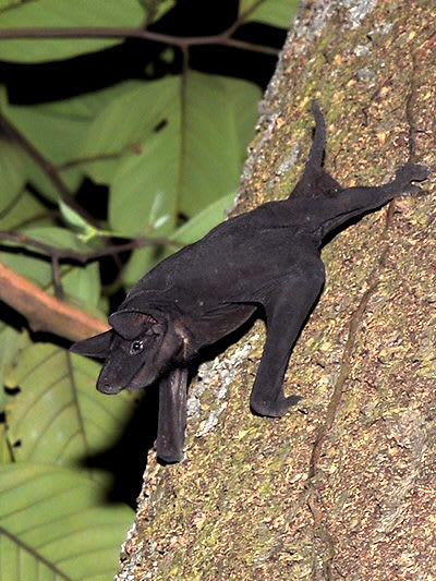 Naked Bat