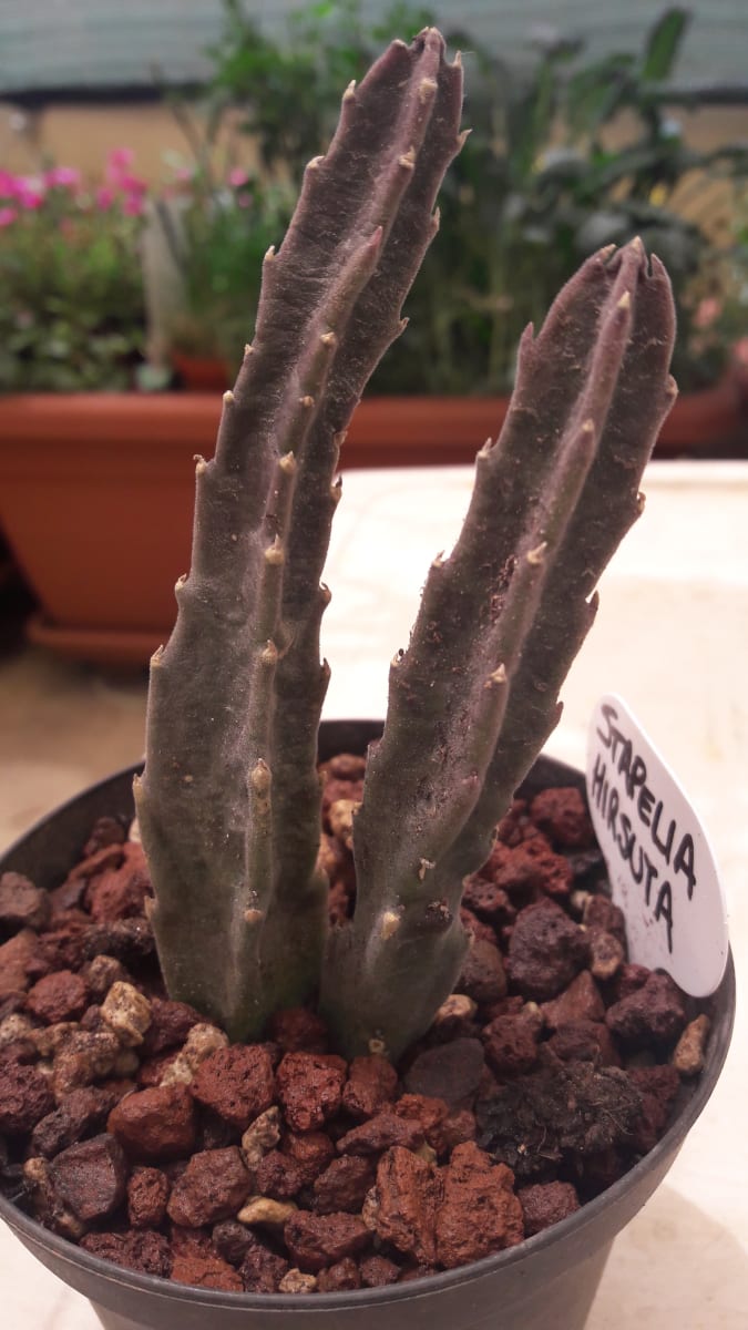Stapelia Hirsuta
