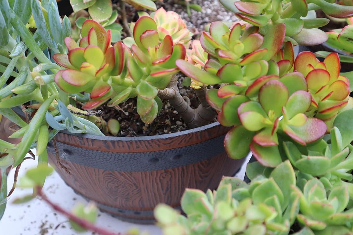 Crassula Ovata (Jade Plant)