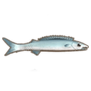 Barracuda