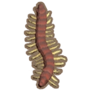 Centipede