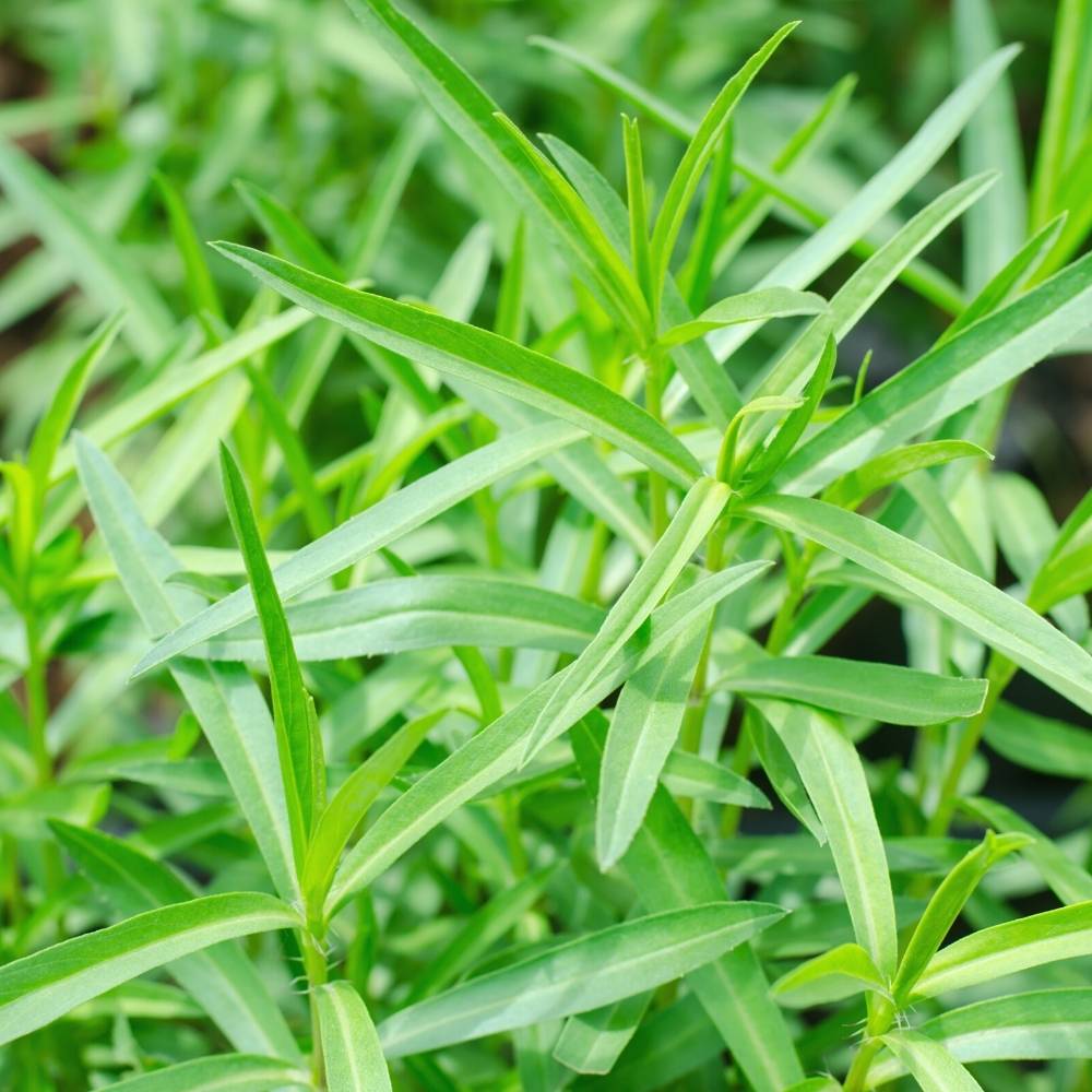 Tarragon