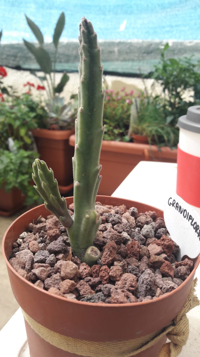 Stapelia Grandiflora