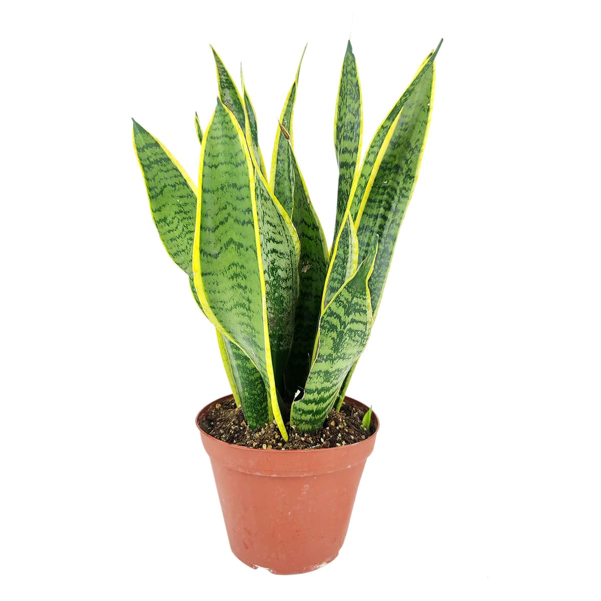 Sansevieria (Snake Plant)