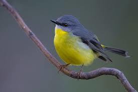 Eastern Yellow Robin