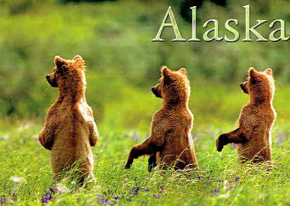 Alaska Grizzly Cubs