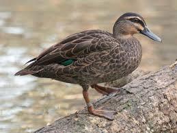 Pacific Black Duck