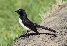 Willie Wagtail