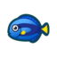 Surgeonfish