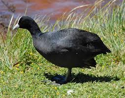 Eurasion Coot