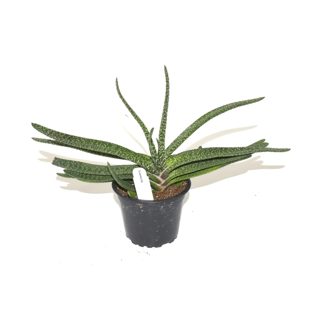 Gasteria