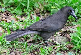 Grey Currawong