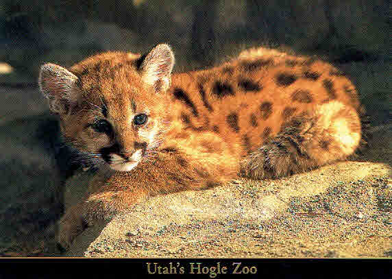 Hogle Zoo Cougar Cub