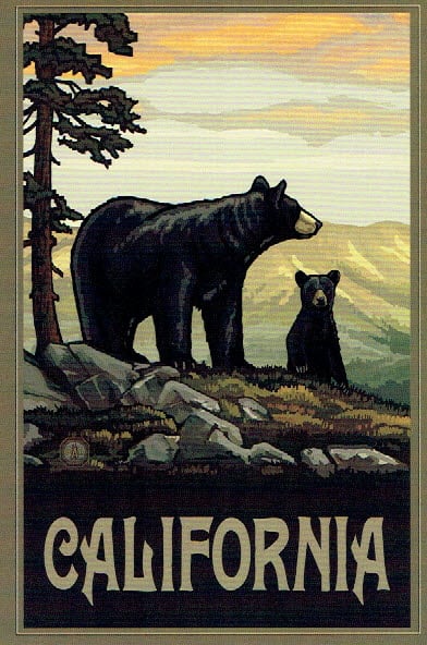 California Black Bears