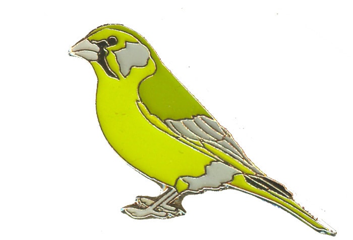 Greenfinch