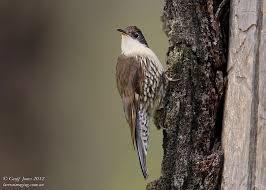 White-throated Treecreeper