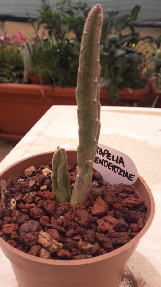 Stapelia Leendertziae