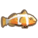 Clown Fish