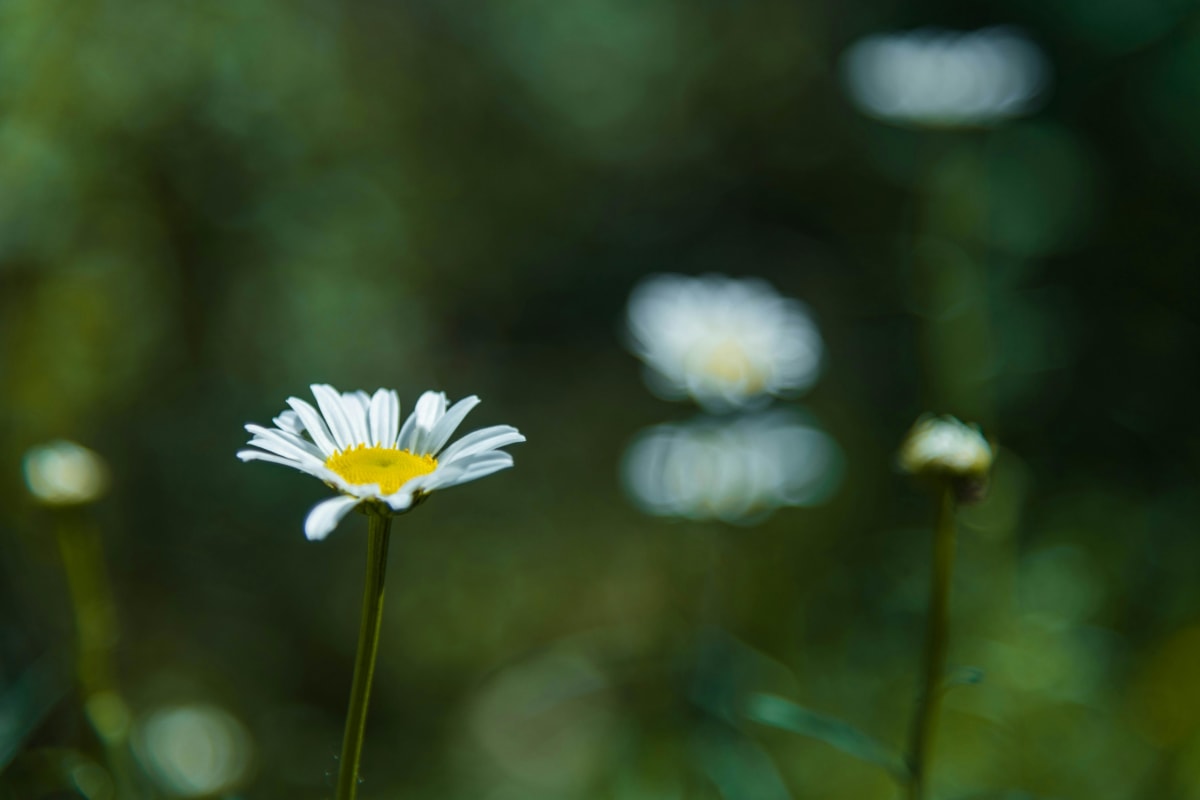 Choose Native and Drought-Resistant Plants