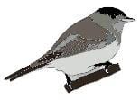 Blackcap