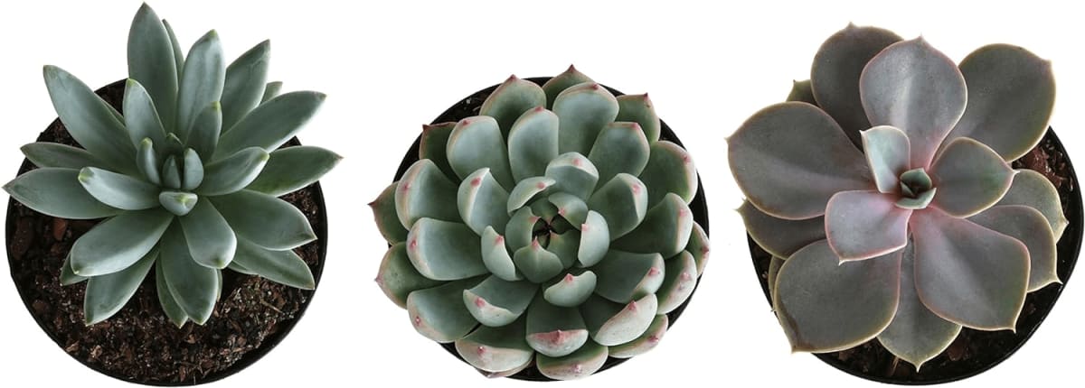 Echeveria