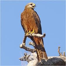 Whistling Kite