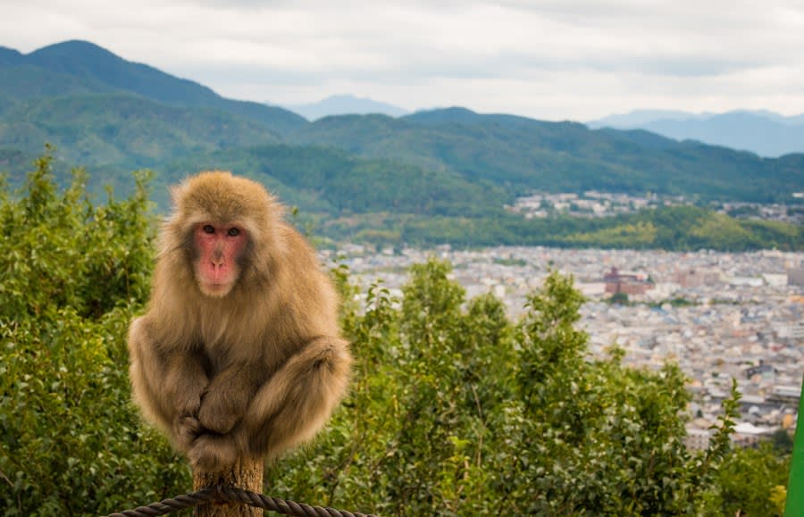 Jigokudani Monkey Park