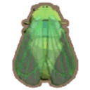 Cicada