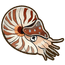 Chambered Nautilus