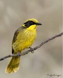 Yellow-tufted Honeyeater