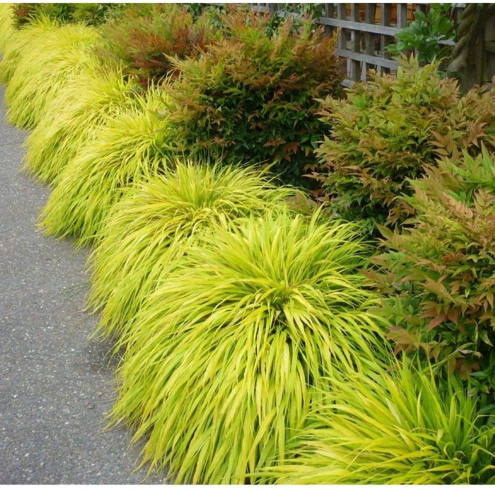 Hakonechloa (Japanese forest grass)