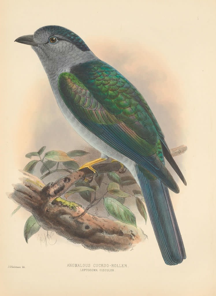 Leptosomiformes