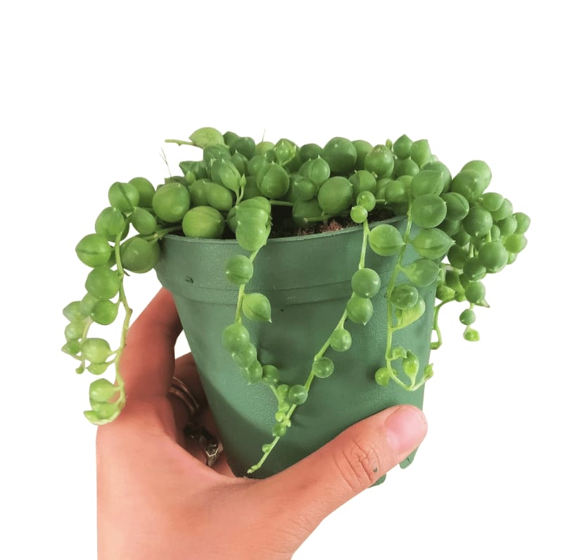 Senecio rowleyanus (String of Pearls)