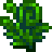 Fiddlehead Fern