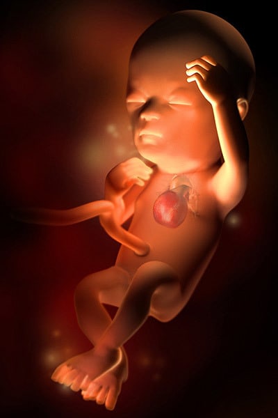 The roof of your baby's tiny mouth is fully formed now, and her constant sucking reflexes are helping to create full, cherubic cheeks
