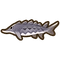 Sturgeon