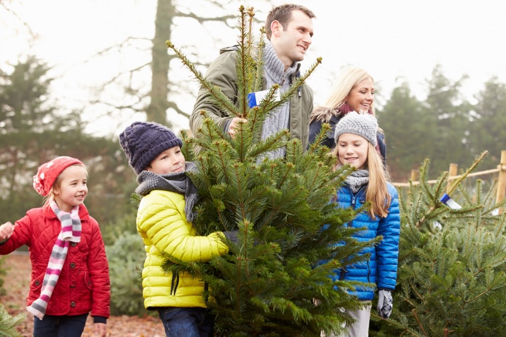 Pick and cut a Christmas tree together