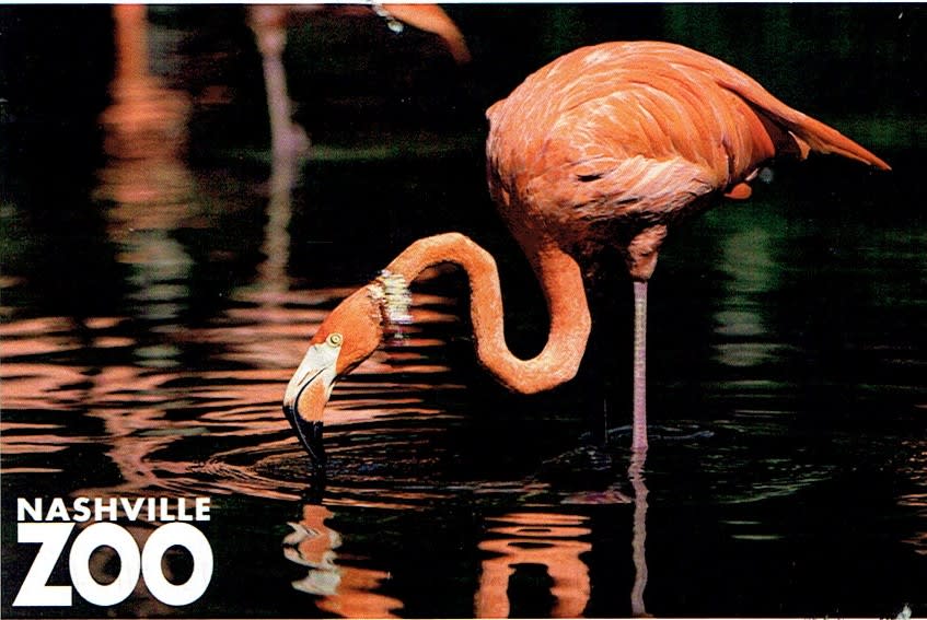 Nashville Zoo Flamingo