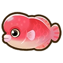 Asian Sheephead