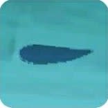 Arapaima