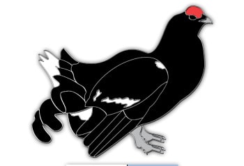 Black Grouse 1